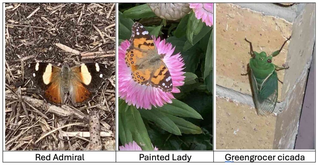 Red Admiral Painted Lady and Greengrocer