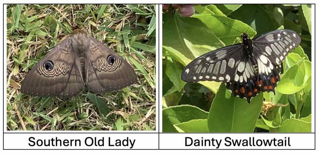 Southern Old Lady and Dainty Swallowtail