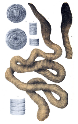 Gippsland Giant Earthworm